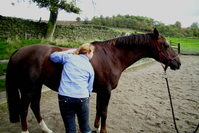 Mobile equine massage based in Harrogate