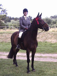 Equine Sports Massage in North Yorkshire