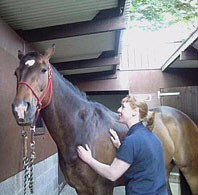 Debbie Richmond, equine sports massage therapist